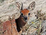 grysbokkie protret  Grysbok : frieda
